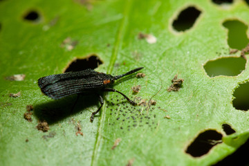 bug on a leaf