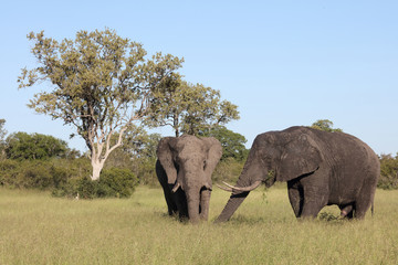 Afrikanischer Elefant / African elephant / Loxodonta africana