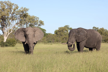 Afrikanischer Elefant / African elephant / Loxodonta africana