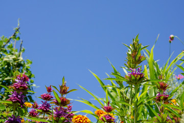 Horizontal image of orange zinnias and purple 'Bergamo' annual bee balm (Monarda) against a cloudless blue summer sky, with room for copy
