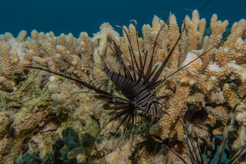 Coral reefs and water plants in the Red Sea, Eilat Israel