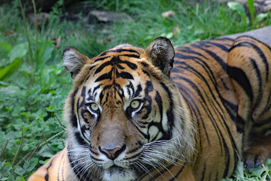 closeup of a tiger's face