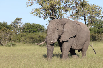 Afrikanischer Elefant / African elephant / Loxodonta africana