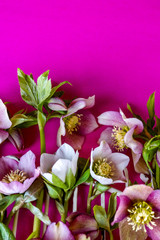 Vertical image of pink and white Lenten rose (Helleborus x hybridus) flowers and a bit of weathered metal picket fence on a pink background, with room for copy