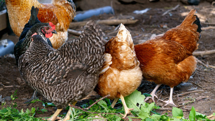 Multi-colored chickens walk freely in the pen hen.
