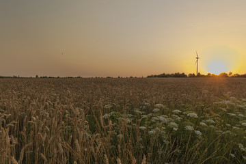 field of corn during sunset in Maastricht