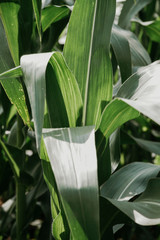 Closeup of young leaves of corn.