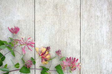 Horizontal image of pink-and-yellow 'Goldflame' honeysuckle (Lonicera x heckrottii 'Goldflame' or 'Gold Flame') on a weathered wood background, with copy space