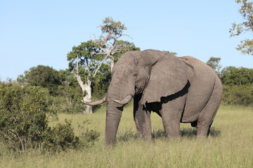 Afrikanischer Elefant / African elephant / Loxodonta africana