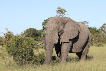 Fototapeta premium Afrikanischer Elefant / African elephant / Loxodonta africana