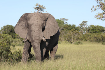 Fototapeta premium Afrikanischer Elefant / African elephant / Loxodonta africana