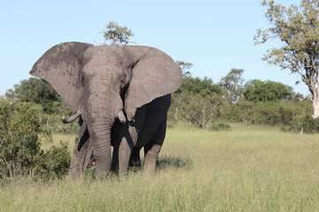 Fototapeta premium Afrikanischer Elefant / African elephant / Loxodonta africana