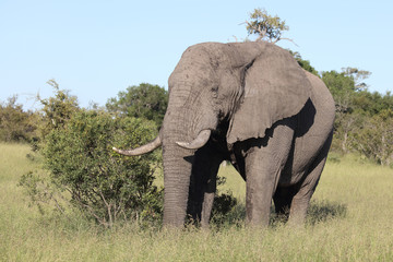 Afrikanischer Elefant / African elephant / Loxodonta africana