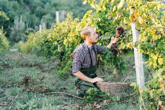 Man harvesting grapes on sunny day