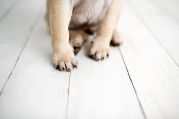 Pug puppy sitting on  wood background paws closeup
