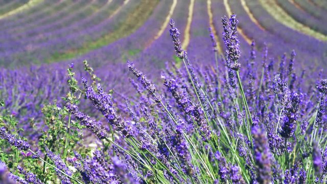 Lavender fields in bloom in La Provence France
