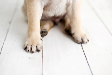 Pug puppy sitting on  wood background paws closeup