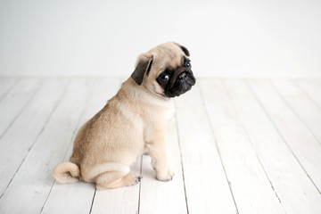 An adorable pug puppy sitting on white wood background