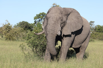 Afrikanischer Elefant / African elephant / Loxodonta africana