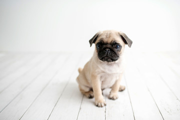 An adorable pug puppy sitting on white wood background