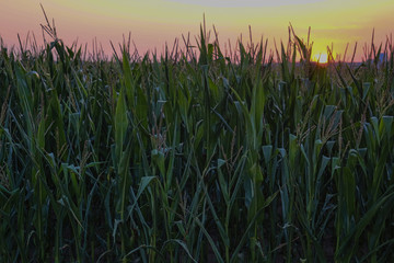 silhouette of a field of corn during sunset in Maastricht