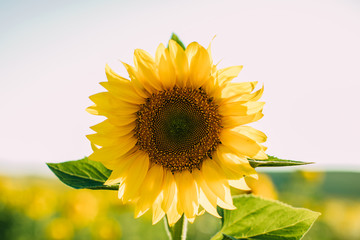 Obraz premium Sunflower natural background. Closeup view of sunflowers in bloom. Sunflower texture and background for design.