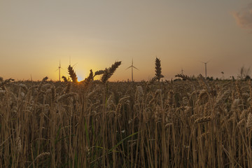field of corn during sunset in Maastricht