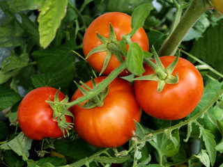 green branch with ripe red tomatoes