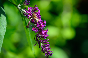 purple flowers in the garden bumblebee Schmetterlingsflieder