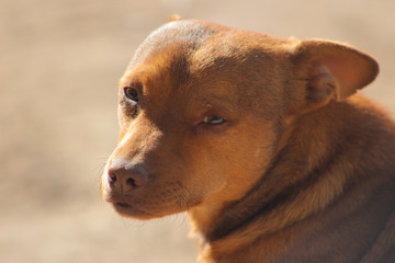 Perro viendo a la cámara tranquilo