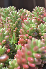 セダム（虹の玉）縦