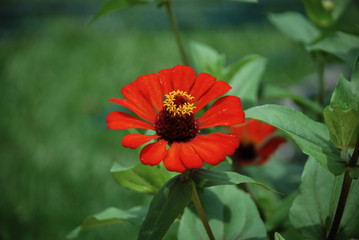 Flor rojo naranja