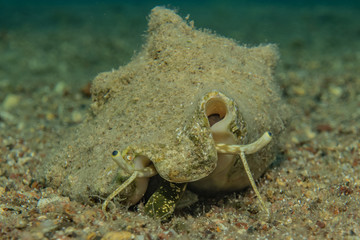 Fish swim in the Red Sea, colorful fish, Eilat Israel