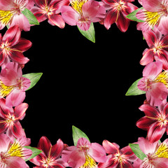 Beautiful floral background of burgundy lilies and pink alstroemeria. Isolated