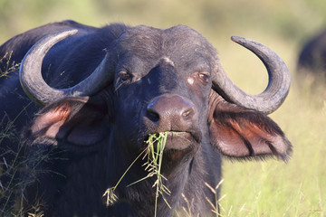 Obraz premium Kaffernbüffel / Buffalo / Syncerus caffer