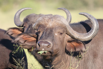 Kaffernbüffel / Buffalo / Syncerus caffer