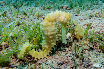 Hippocampus Sea ​​horse in the Red Sea Colorful and beautiful, Eilat Israel