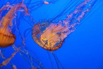 jellyfish in water