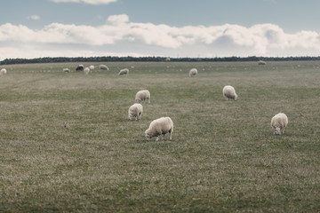 owce © michaldolibog