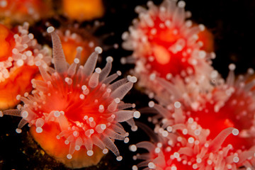Red Anemones 
