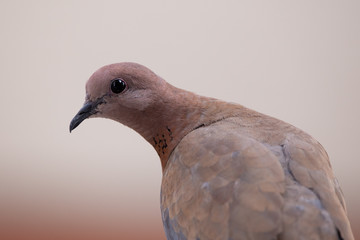 Red turtle dove looking into the camera from it's shoulder. Bird portrait in extreme detail.