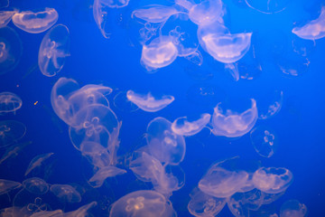 abstract background with jellyfish