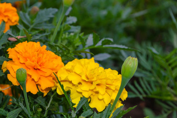 Two flower of Tagetes growing in garden. Close-up marigold