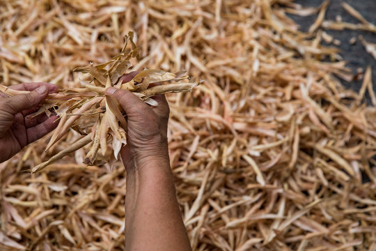 Woman removing beans from dried pods