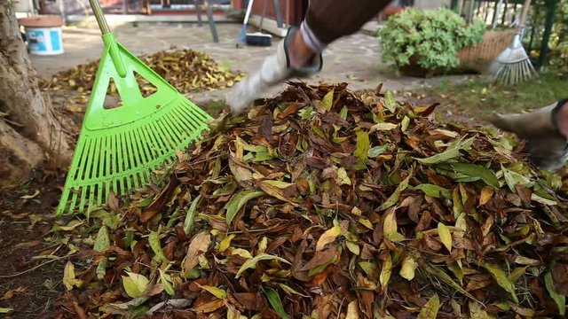 A Person Pick Up The Fallen Leaves