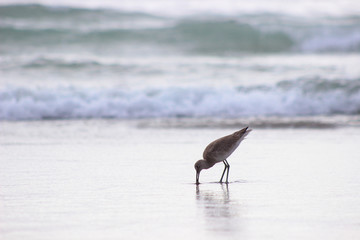 Ave buscando alimento en arena de playa