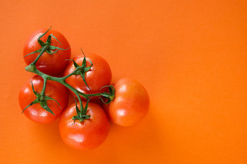 Ripe fresh tomatoes on branch on orange background. The concept of minimalism.