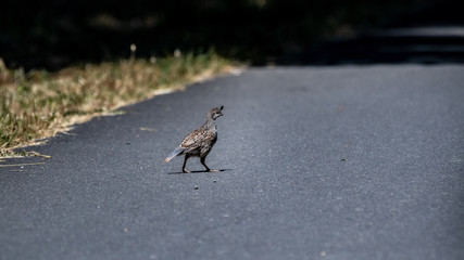 Why did the California quail cross the road?