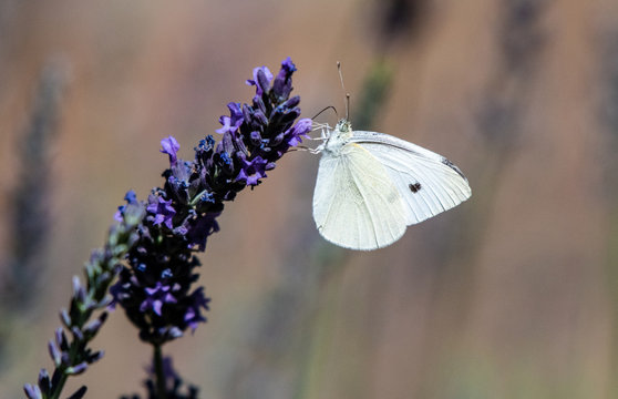 Cabbage white butterfly on lavender in Oregon