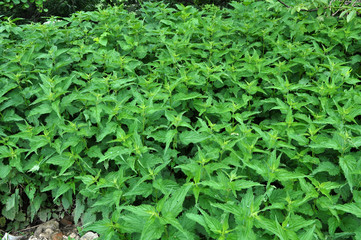 Overgrown nettles Urtica dioica